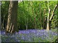 Bluebells near Shrieks Gill in BN27 4QR
