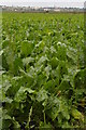Sugar beet in North Fen, Haddenham in CB6 3TJ