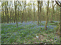 Bluebells in Black Carr Wood in BD4 0RE