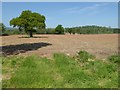 Trees in an arable field in SY8 4DA