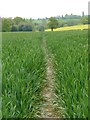 Footpath through a field of wheat in DE73 8EZ