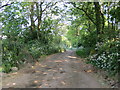 Tree and Hedge-lined road near Trelan in TR12 6RP