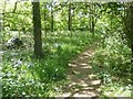 Woodland path in Haynes Park in RM11 2ED