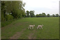 Lambs at Kingston Stert in OX39 4NJ