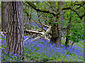 Bluebells in woodland north of Greensforge in Staffordshire in DY6 0AX