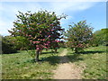 Path through the Conservation Area in Haynes Park in RM2 6DJ