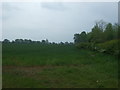 Crop field and hedgerow, Ryston in PE38 0AB