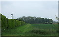 Farm track off Downham Road in Crimplesham