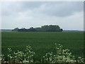 Crop field towards Old Covert in PE33 9DU