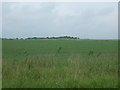 Crop field off Cavenham Road in PE33 9FL