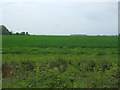 Crop field north west of Boughton in PE33 9AE