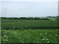 Crop field north of Oxborough Road, Boughton in Wissey Ward
