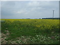 Oilseed rape crop, Eastmoor in PE33 9PY