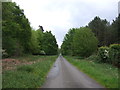 Minor road through Four Score Woodland in Bedingfeld Ward