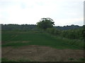 Crop field and hedgerow west of Hilborough in IP26 5BN