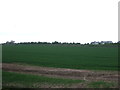 Crop field off Westgate Street in IP26 5BN