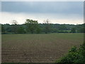 Young crop field south of Hilborough in Hilborough