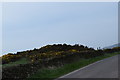 Gorse beside lane in SK11 0NH