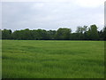 Crop field towards The Triangle woodland in Little Cressingham