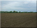 Field on the outskirts of Watton in IP25 6EF