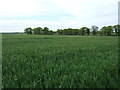 Crop field off The Street, Scoulton in NR9 4PE