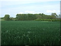 Crop field towards woodland near Little Ellingham in NR17 1JR
