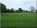 Crop field near Hingham in NR9 4LB