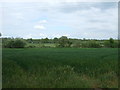 Crop field off Deopham Road in Hingham & Deopham Ward