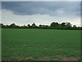 Crop field near Morley Manor in NR18 9DD