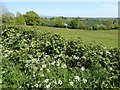 Farmland near Ashford Bowdler in SY8 4DZ