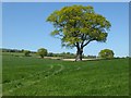 Tree and farmland, Richards Castle in SY8 4EZ