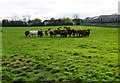Cattle on Castle Leazes in NE2 4BJ