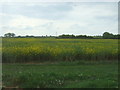 Oilseed rape crop off Golf Links Road in Morley St Botolph