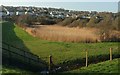 Reeds by the Camel Trail, Wadebridge in PL27 7JR
