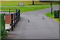Pair of magpies crossing a footpath, Dartmouth Park, West Bromwich in B70 6UA