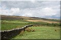 Dry stone wall west of Hartleycleugh in NE47 8AW