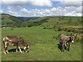 Donkeys and Foal at Bryn y Wrach in CF32 7LA