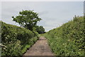 Track near Draycott. in BA22 8EL