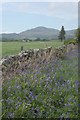 Bluebells beside a wall, near Farhills in DG7 1RH