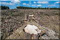 Lennox Forest - newly harvested area in G66 7NP