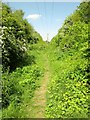 Footpath through woodland near Barlby in YO8 5JE