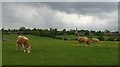 Grazing cattle near Peatling Magna in Peatling Magna