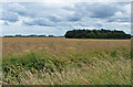 Farmland and wood near Tetney in DN36 5PE