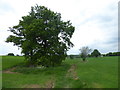 Trees next to a footpath in CM4 9AY