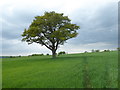 Tree alongside a footpath in CM13 1UT