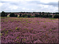 Purple heather on Oak Tree Lane Nature Reserve in NG18 3PT