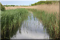 Ditch at Carlton Marshes in Carlton Colville