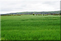 Young wheat near Broomley in NE43 7HX