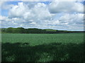 Crop field, Sparrows End in CB11 4JP
