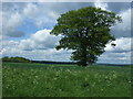 Tree in crop field near Claypits in CB11 3JS